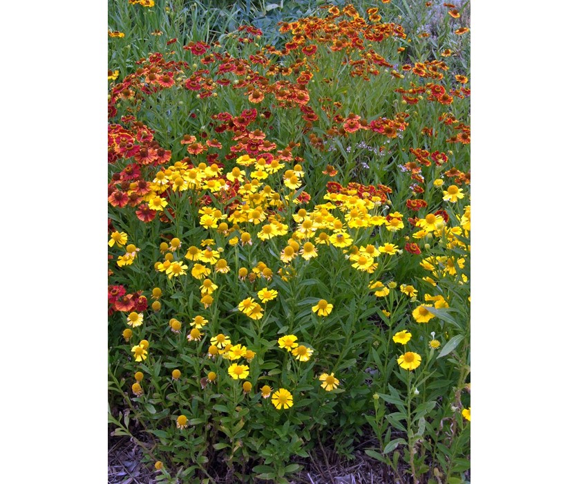 Sneezeweed